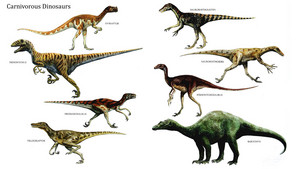 Carnivorous dinosaurios