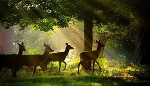  Deer in Sunlight