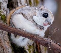 Japanese Dwarf Flying Squirrel