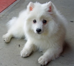  Japanese loulou, spitz chiot