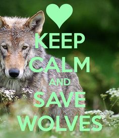  Keep Calm and Save Wolves