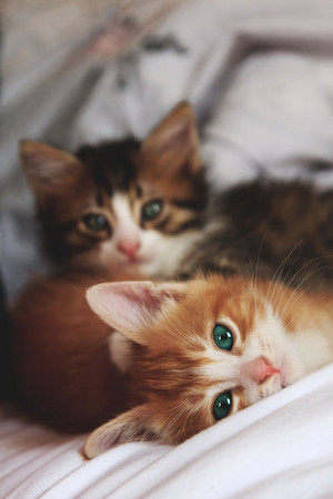  Kittens