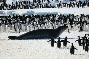 Leopard Seal and Penguins