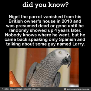  Nigel the perroquet