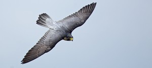  Peregrine elang, falcon