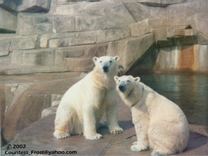  Polar Bears (1)