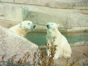  Polar Bears (3)
