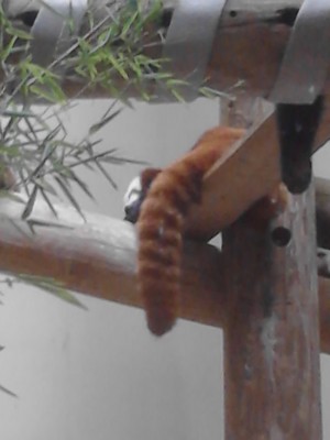  Red panda 2
