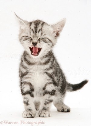  Silver Tabby British Shorthair Kitten