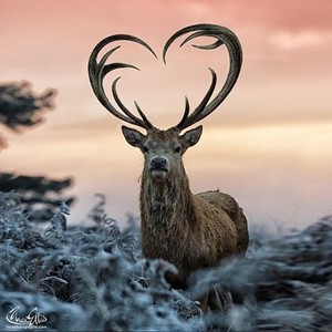  麈, 牡鹿 With Heart-Shaped Antlers