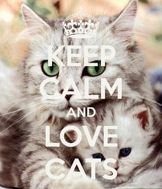 Keep calm and love cats