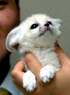  cute zorro, fox