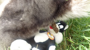dog defecates on vintage Sylvester toy