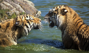  Amur tigres