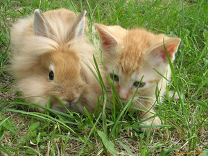  Bunny and Kitten