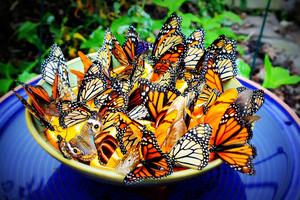 con bướm, bướm Feeder Bowl