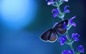  papillon
