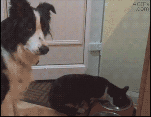  Dog and Cat