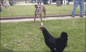  Dog and Chicken