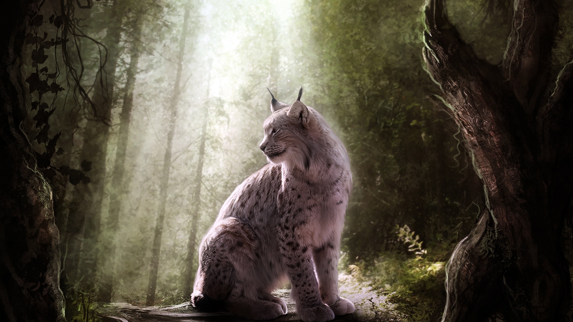 Lynx in Forest