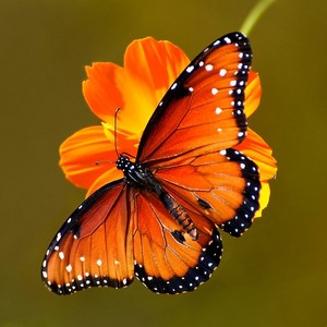  orange papillon