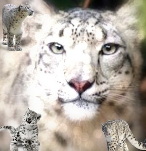  Snow Leopard প্রতীকী