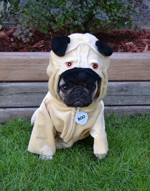  A Pug In A Pug Costume