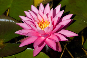 A pink water lily