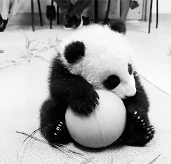  Baby Panda