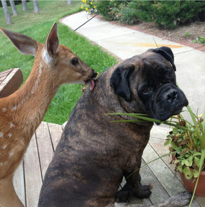  Dog and Deer