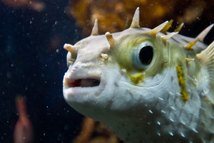 Fish with Open Mouth