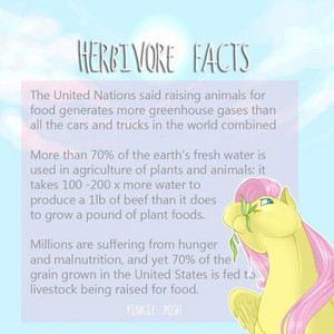  Herbivore Facts