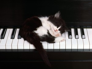  Kitten on a 피아노