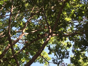  tupai in pohon