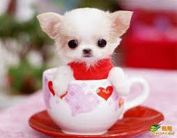 Tea cup dog