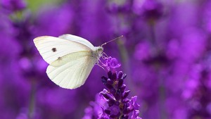  White бабочка On Lavender