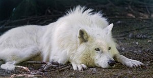  White chó sói, sói