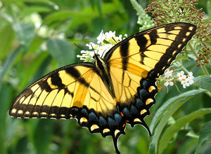  Yellow mariposa