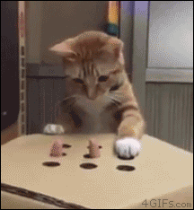  Cat and holes (animated gif)