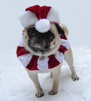  クリスマス Santa Pug