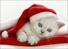 Christmas cat 1 background