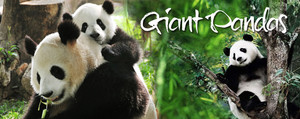  Giant pandas