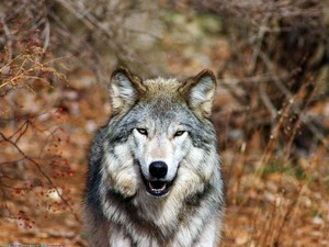  Grey serigala, wolf