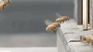  Killer bees