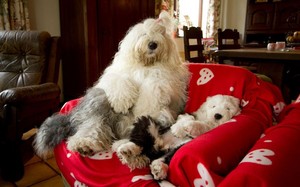 Lovely Sheepdogs old english sheepdogs 40081792 300 187