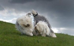  Lovely Sheepdogs
