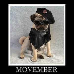 Movember Pug