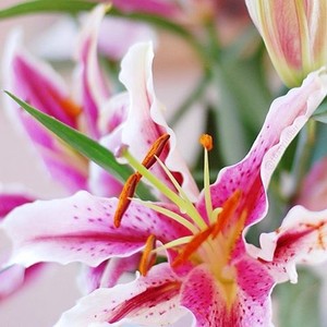  kulay-rosas Stargazer Lilies