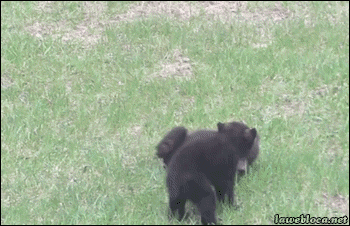 Random Funny Bear cubs Gifs - Random Photo (40030833) - Fanpop