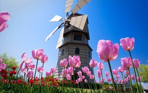  Windmill House and pink Tulips.